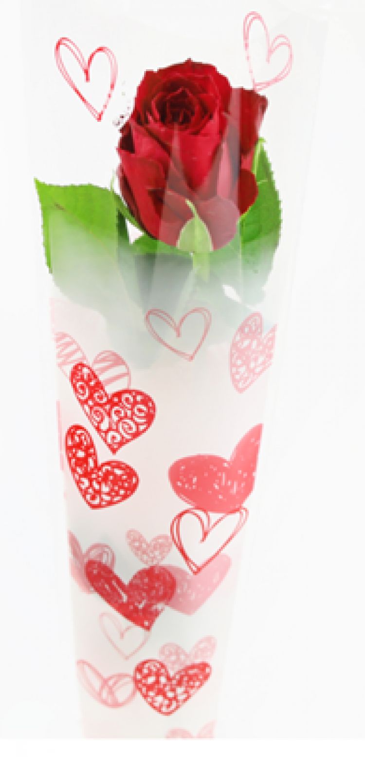 Ruža červená vo fólii 1ks