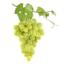 Hrozno biele bezjadierkove l. / Trauben weis