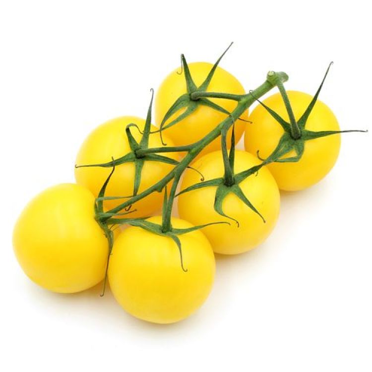 Paradajka žltá l. / Strauchtomaten gelb