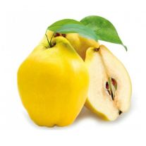 Dula podlhovastá 1ks / Quitten