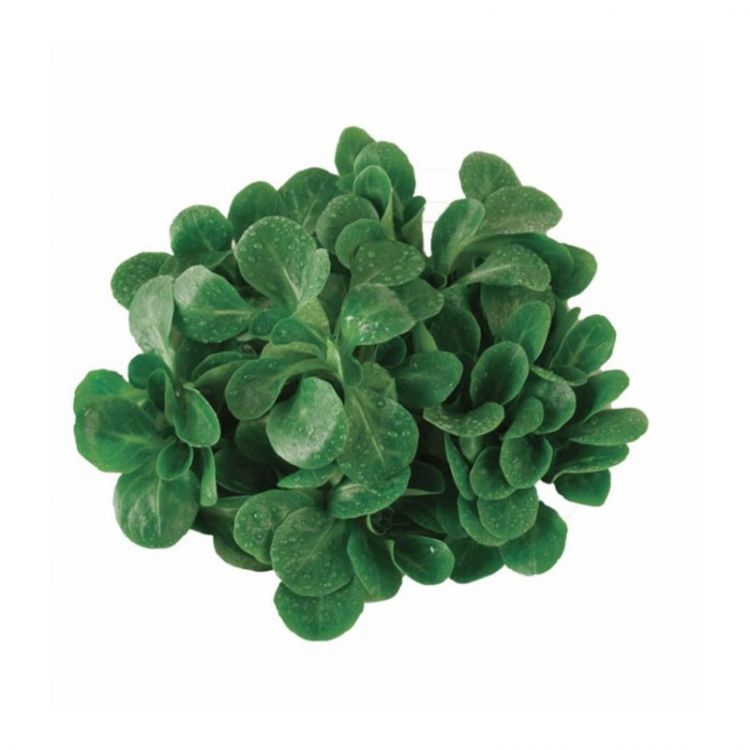 BIO šalát polníček 100g