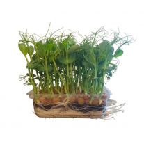 MyGreenBox Mikrozelenina Hrášok - Box ,I.Tr 