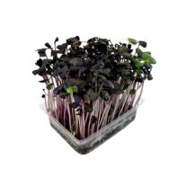 MyGreenBox Mikrozelenina Reďkovka fialová - Box ,I.Tr 