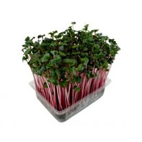 MyGreenBox Mikrozelenina Reďkovka ružová - Box ,I.Tr 