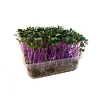 MyGreenBox Mikrozelenina Kaleráb ružový - Box ,I.Tr 