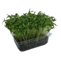 MyGreenBox Mikrozelenina Trebuľka - Box ,I.Tr 