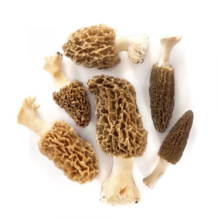 Smrčok jedlý 300 g / Morcheln 300 g