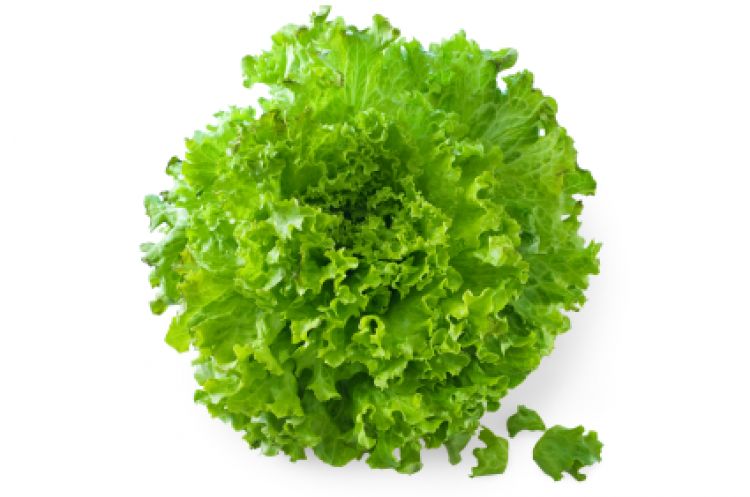 Šalát Endivien 1ks l.