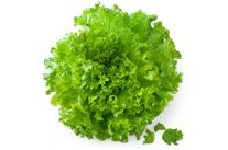 Šalát Endivien 1ks l.