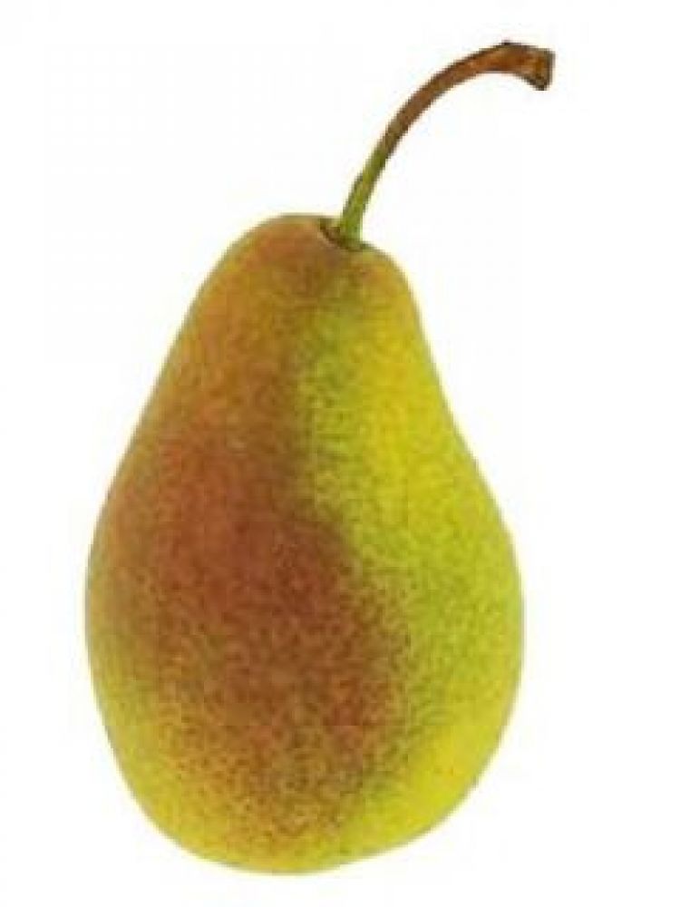 Hruška zelená Margarita I.