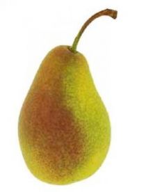 Hruška zelená Margarita I.