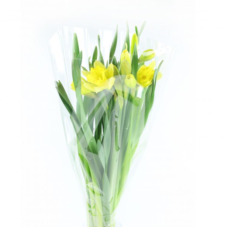 Kytica Narcis ( 5ks )