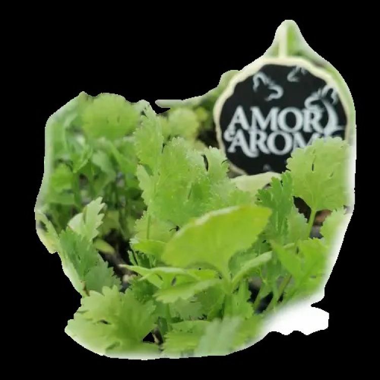 Amori aromi Koriander ( sadenice )