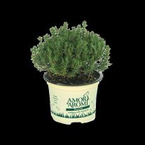 Amori aromi Tymian ( sadenice )