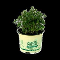Amori aromi Majoran ( sadenice )