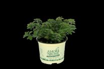 Amori aromi Oregano ( sadenice )