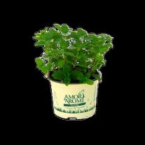 Amori aromi Mata ( sadenice )