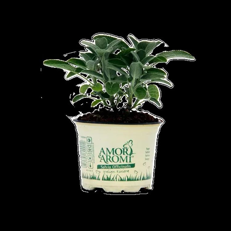 Amori aromi Šalvia ( sadenice )