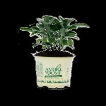 Amori aromi Šalvia ( sadenice )