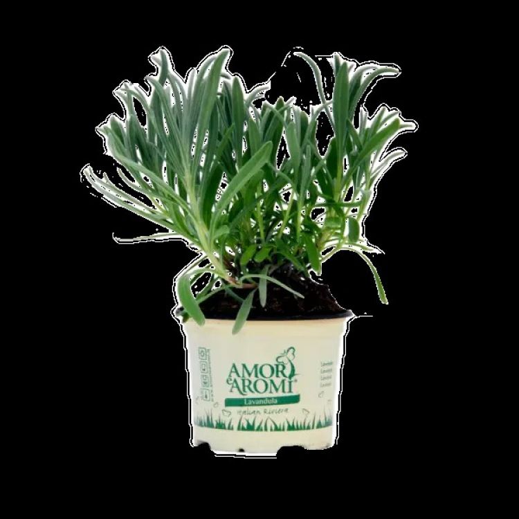 Amori aromi Levanduľa (sadenice )