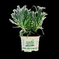 Amori aromi Levanduľa (sadenice )