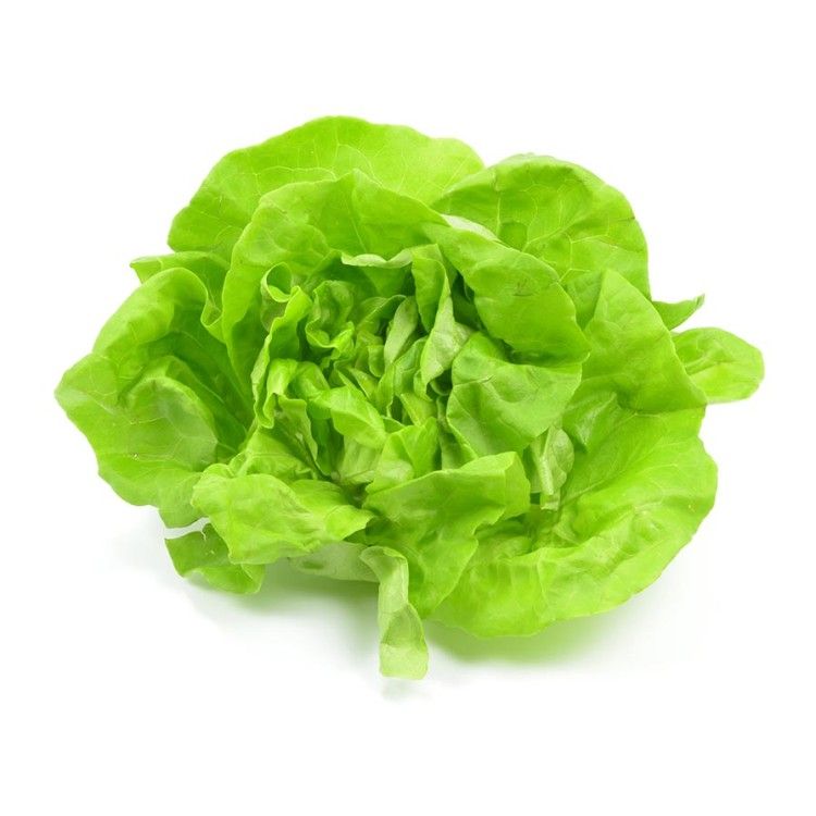 Šalát hlávkový l.