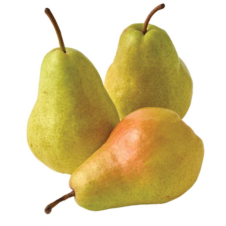 Hruška zelená Packhams 1ks 60+ l.